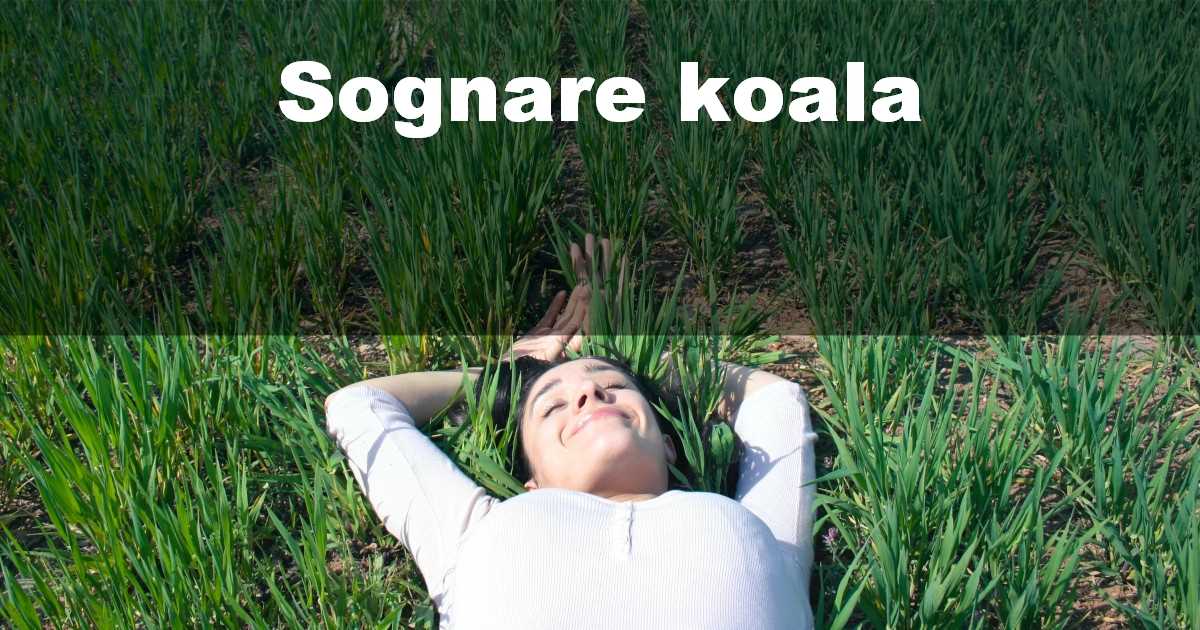 Sognare koala